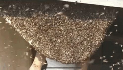 Man Head On Hole Bee Sting GIF