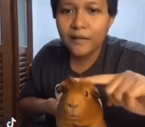 Man Holding And Looking At Guinea Pig GIF