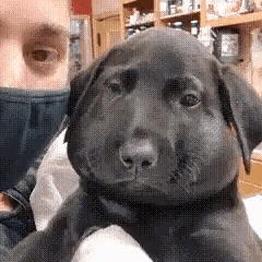 Man Holding Black Puppy With Beehive On Face GIF