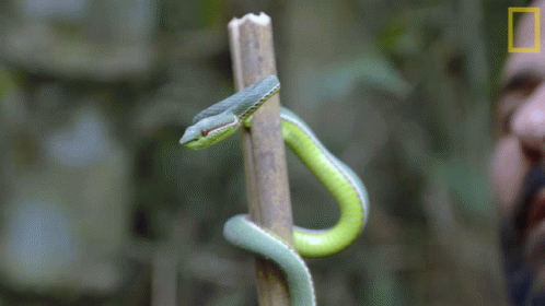 Man Holding Green Snake On Stick, National Geographic Logo GIF