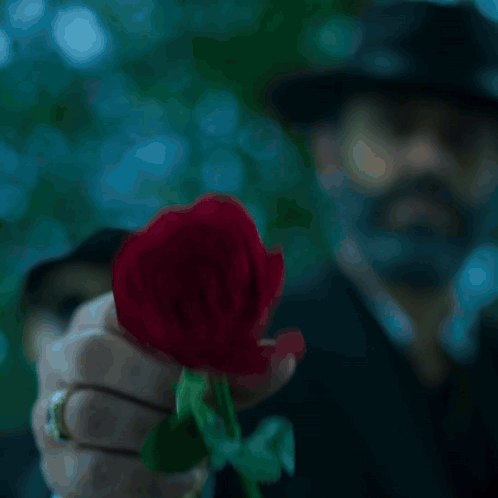 Man Holding Red Rose For The Haters