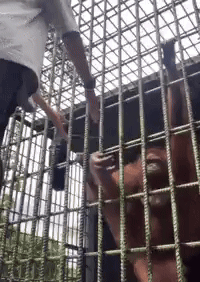 Man Holding Woman's Hand Through Fence GIF