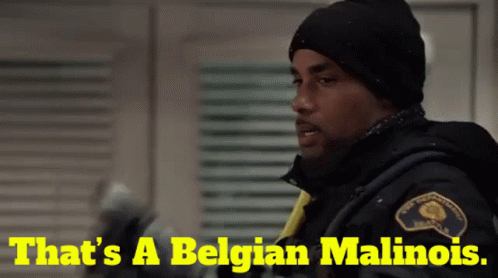 Man in Black Hat Saying That's a Belgian Malinois