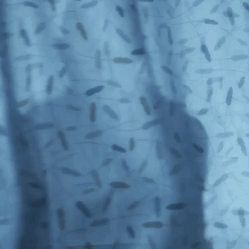 Man In Black Shirt Behind Blue Shower Curtain GIF