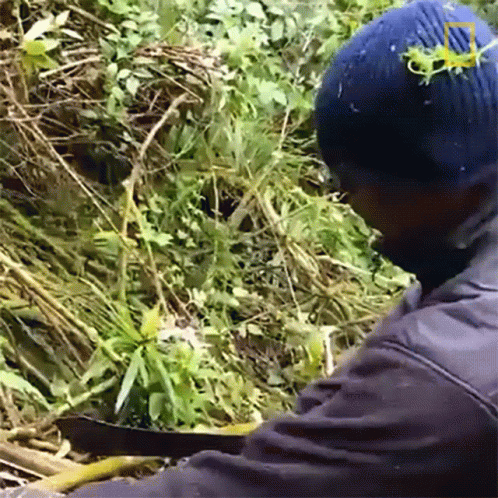 Man in Blue Hat in Pile of Plants