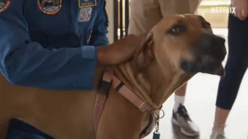 Man In Blue Jacket Petting Brown Dog GIF