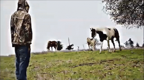 Man in Camo Jacket Looking at Herd of Horses
