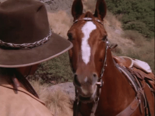 Man In Cowboy Hat Next To Horse GIF