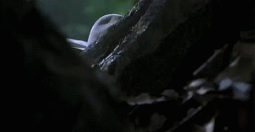 Man In Cowboy Hat Peeking Over Tree Trunk GIF