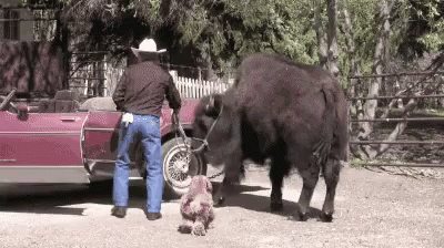 Man in Cowboy Hat Standing Next to Buffalo