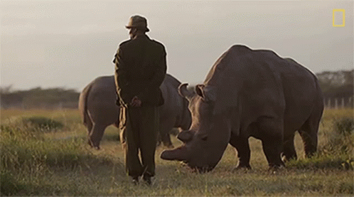 Man in Hat with Rhinos