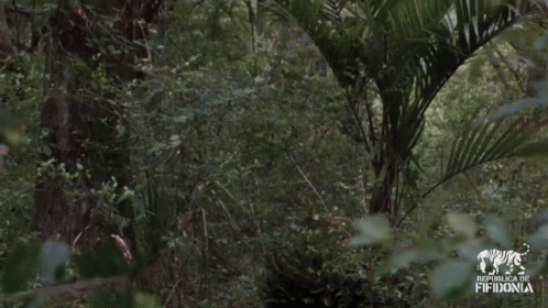 Man In Hawaiian Shirt Dancing In Woods With Fifth Donia Logo GIF