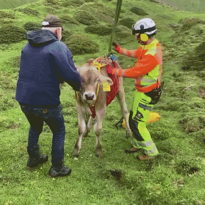 Man in Helmet Next to Calf With Neck Tag