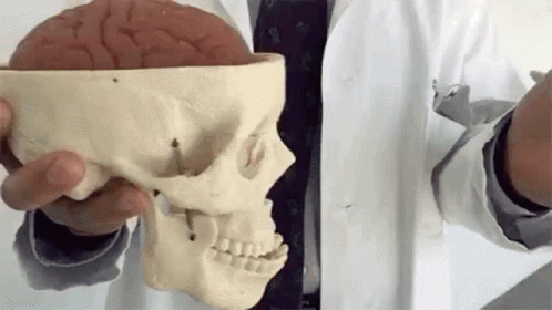 Man in Lab Coat Holding Skull and Brain Model