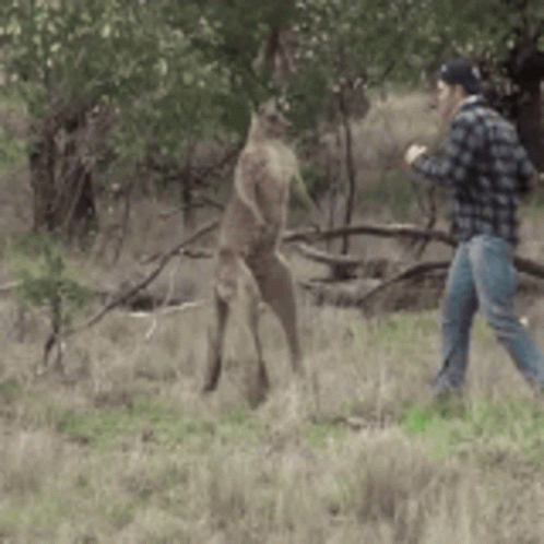 Man in Plaid Shirt Beside Kangaroo