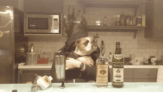 Man In Pug Face As Bartender GIF