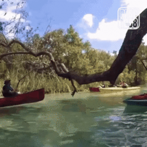 Man in Red Canoe Pulled by Tree Branch