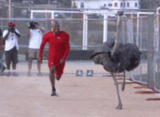 Man In Red Racing With Ostrich Today GIF