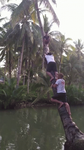Man in White Hawaii Shirt Climbs Tree