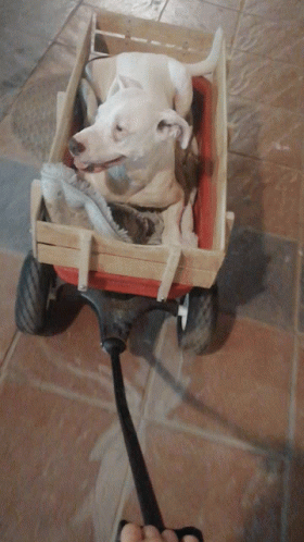 Man in Yellow Hat Pulling Wagon with Donkeys