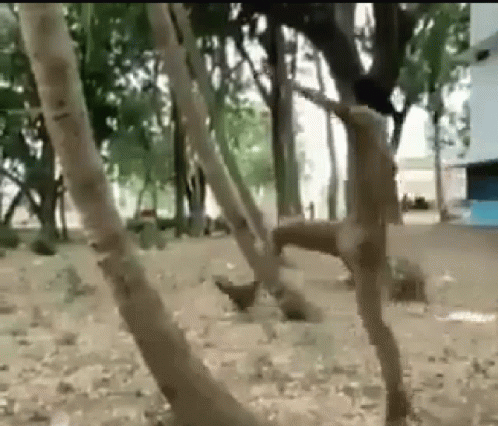 Man Jump On Coconut Tree GIF