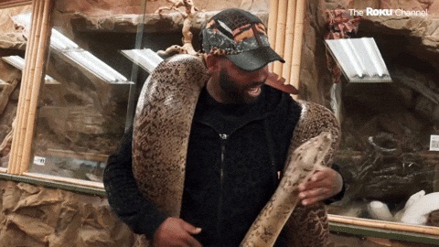 Man Kisses Anaconda Snake GIF