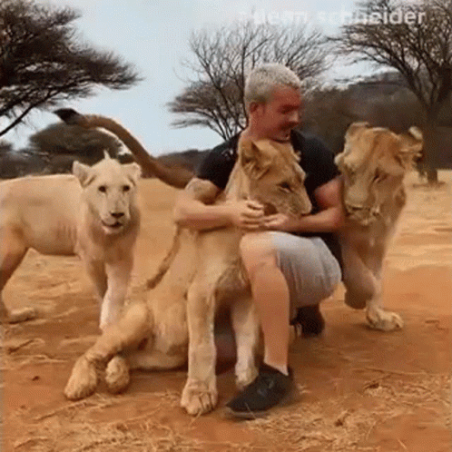 Man Kneeling Next To Two Lions In Dirt GIF