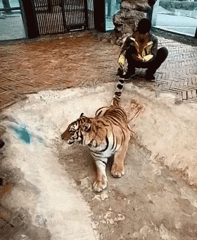 Man Kneeling Next To Walking Tiger GIF