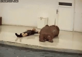 Man Laying Next to Hippopotamus in Swimming Pool