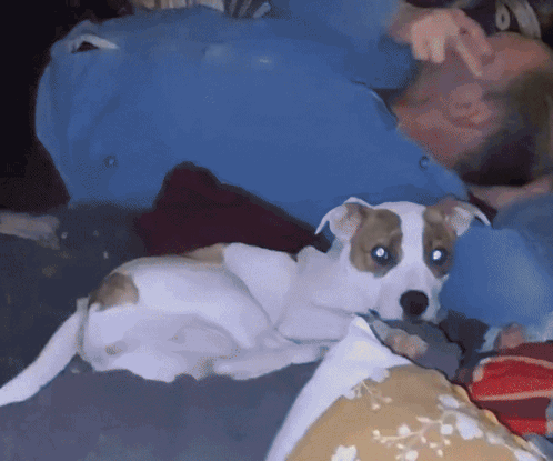 Man Laying On Couch With Dog On His Lap GIF
