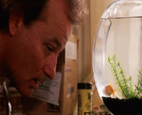 Man Looking At Goldfish In Fish Bowl GIF