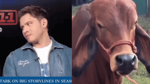 Man Next To Cow With Big Storylines In Seas GIF