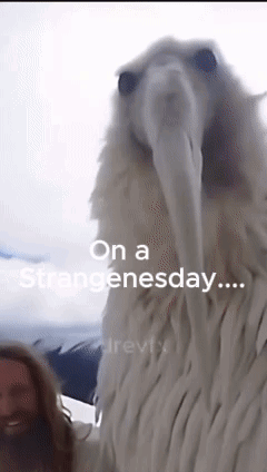 Man Next To Large White Animal On A Strangenessday GIF