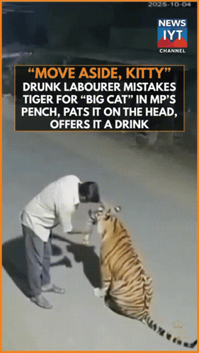 Man Next To Tiger Saying Move Aside Kitty GIF