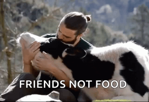 Man Petting A Cute Cow GIF