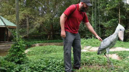 Man Petting Bird With Large Beak
