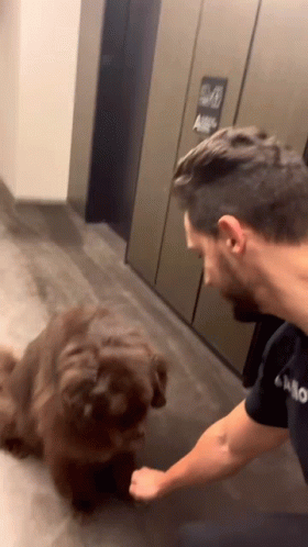Man Petting Brown Dog GIF