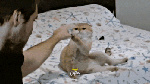 Man Petting Cat On Bed With Crown GIF