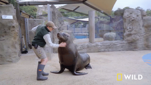 Man Petting Seal With National Geographic Logo GIF