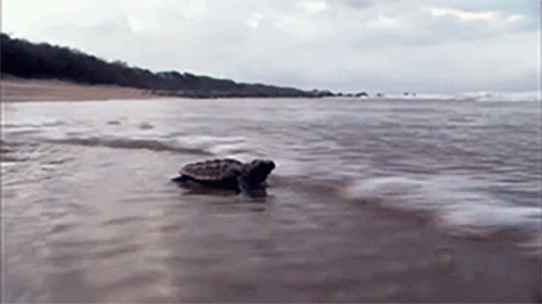 Man Petting Turtle With Nat Geo Wild Logo