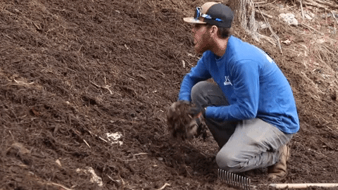 Man Picking Up And Throwing Mulch GIF