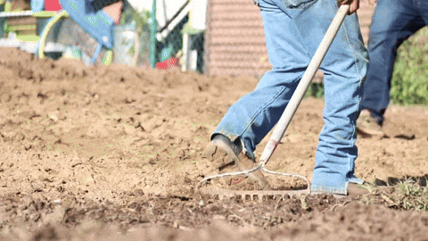 Man Raking Mulch GIF