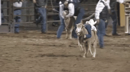 Man Riding Bull In Rodeo GIF