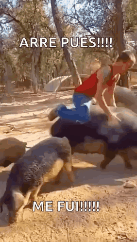 Man Riding Pig Arre Pues Me Fui GIF
