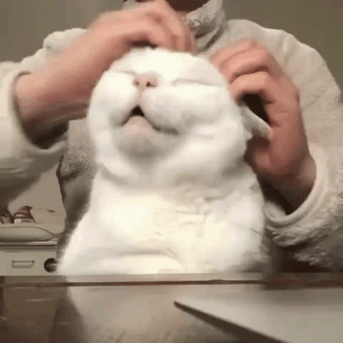 Man Scratching The White Cat GIF