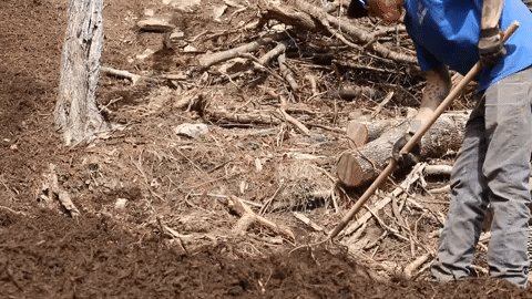 Man Searching For Branches Under Mulch GIF
