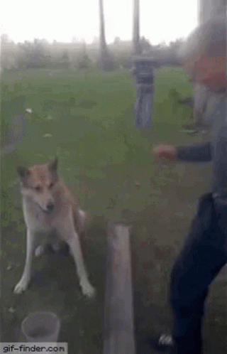 Man Shaking Hands With Dog GIF