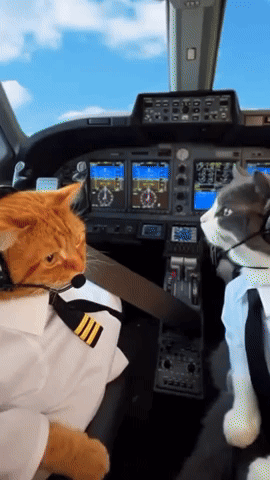 Man Singing This Is What Dreams Are Made Of GIF