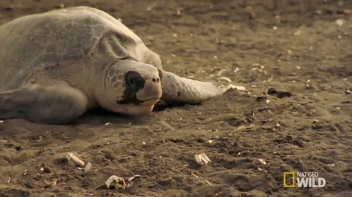 Man Sitting Next to Large Turtle Saying That Geo Wild