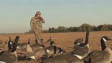 Man Standing in Field Talking on Cell Phone Surrounded by Geese